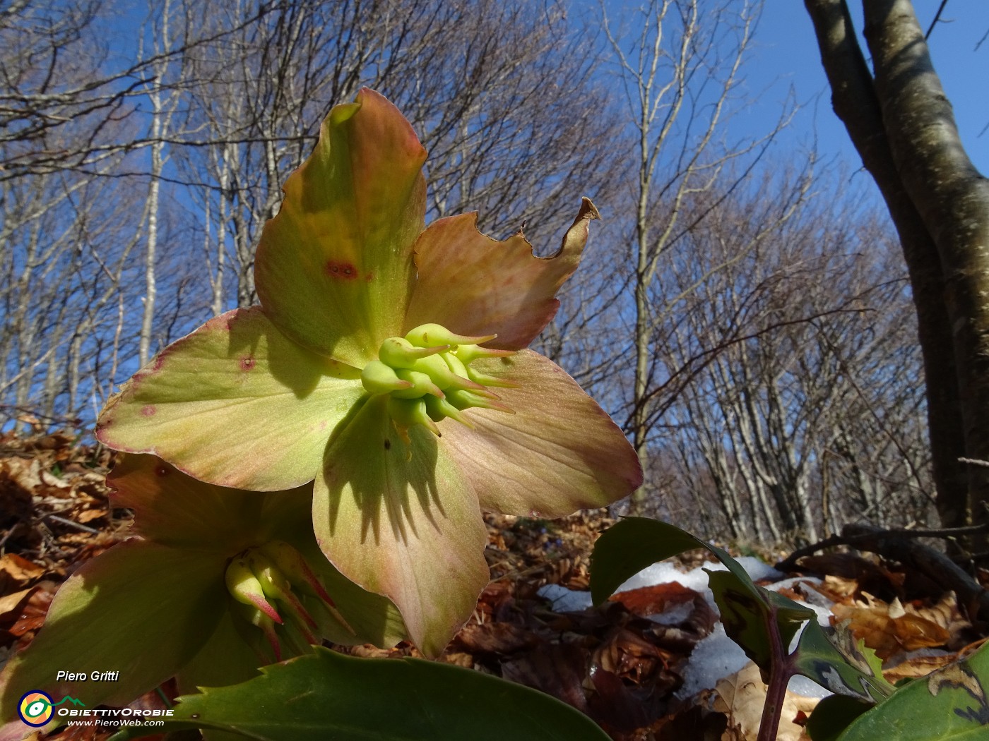 55  Ellebori (Helleborus niger) verso la fruttescenza.JPG